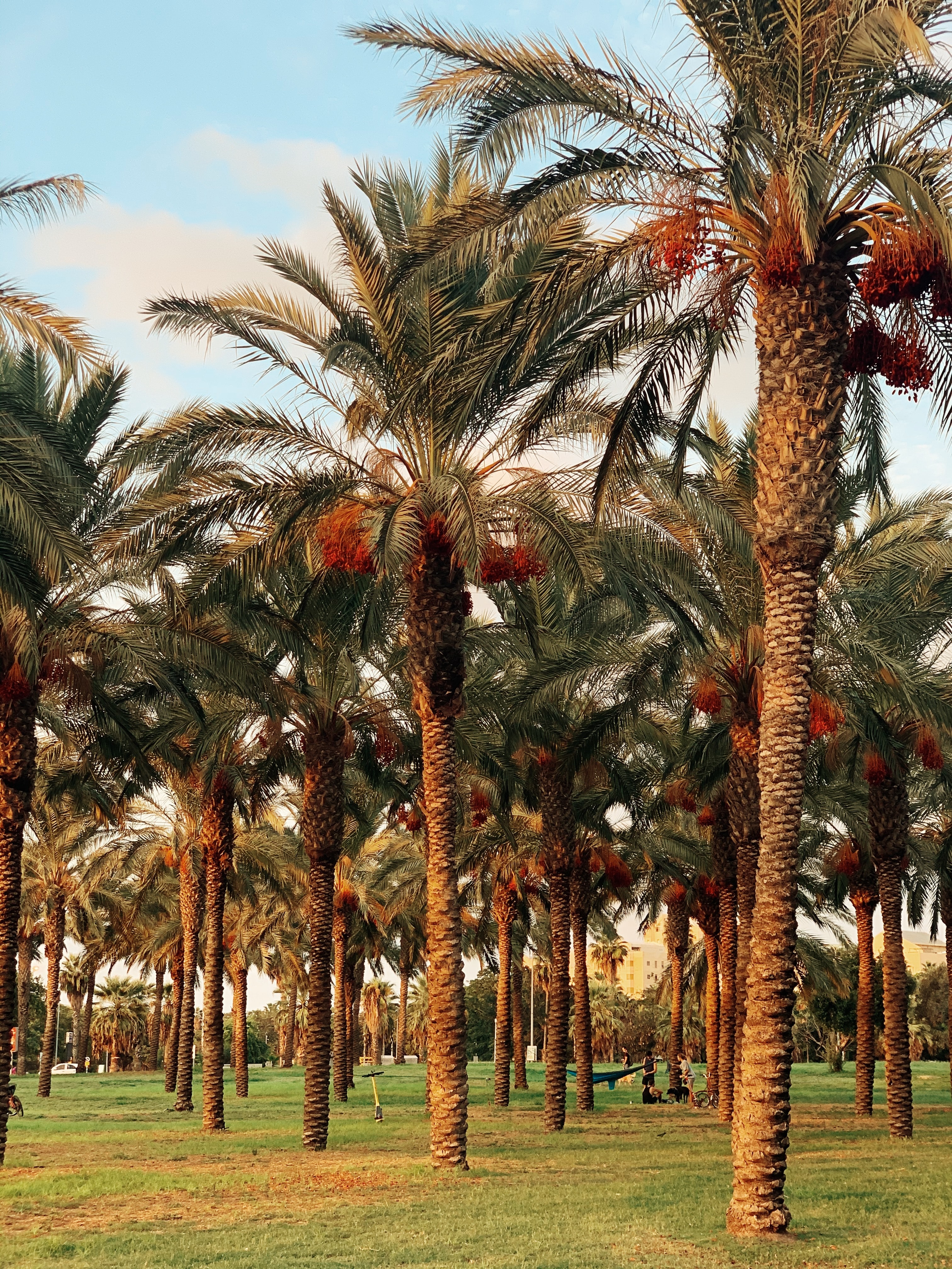 Date Palm Trees