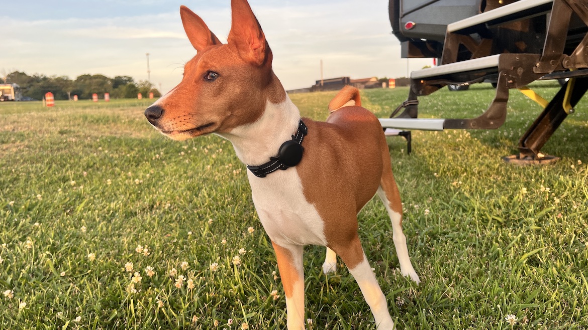 rv accessories for dogs